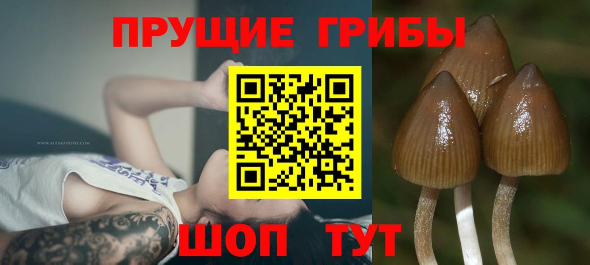 Сланцы  Галлюциногенные грибы Cubensis  Вход с VPN  Галлюциногенные грибы мухоморы 